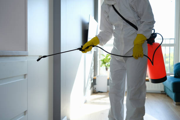 Trusted Rock Hall, MD Mold Removal Experts